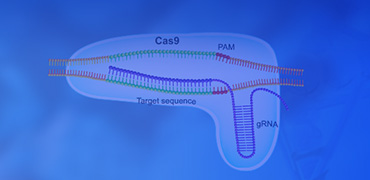 GenCRISPR? gRNA/Cas9质粒构建